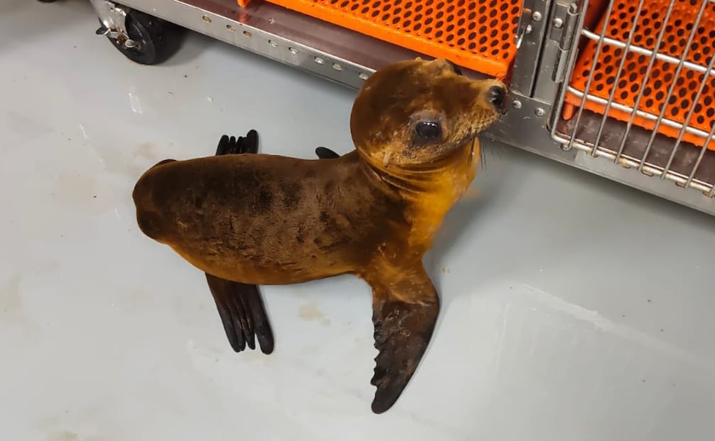 Profepa libera a loba marina de cinco meses en Baja California, a dos meses de su rescate. Foto: Profepa