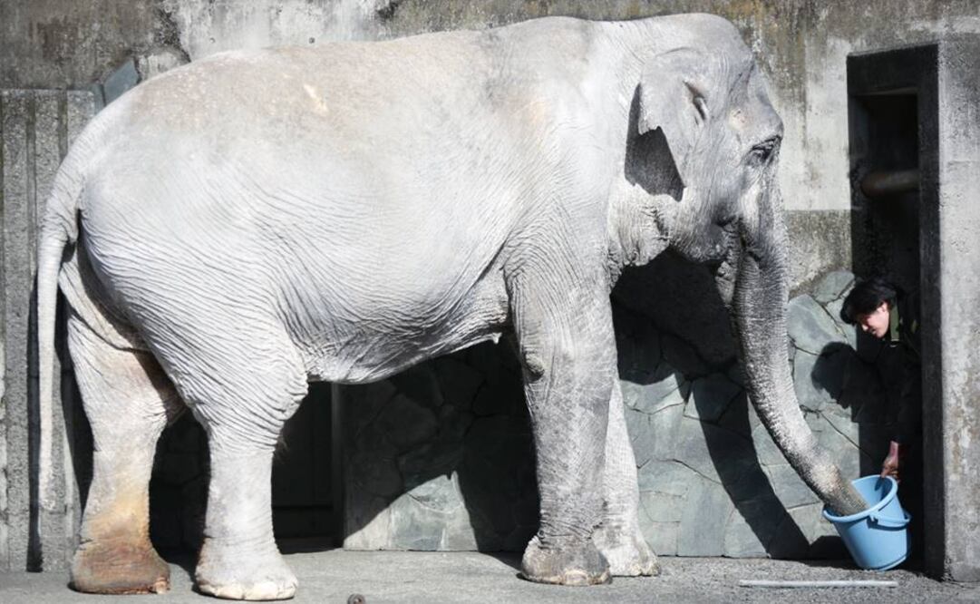 Hanako, que significa en japonés "niña flor", vive en el zoológico de Tokio desde que tiene 2 años (Foto: AP)