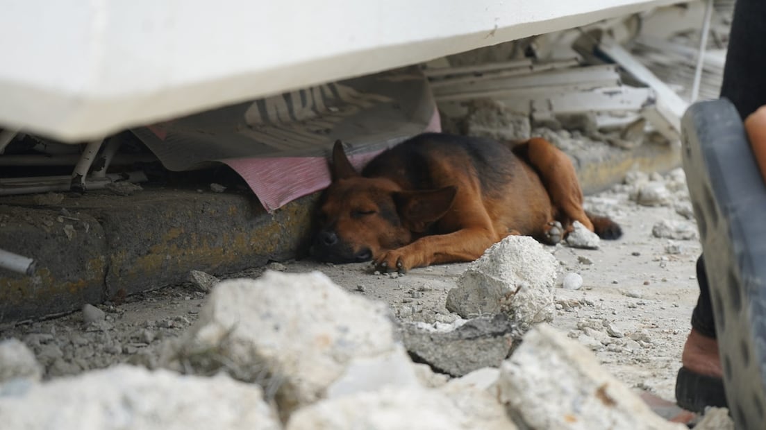 Un perro duerme en la parte inferior de una edificación a medio colapsar en Carayaca. FOTO: ABRAHAM TOVAR. EL NACIONAL. GDA