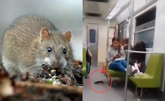 ¿Ratatouille eres tú? Captan a enorme rata en vagón del metro de la CDMX; higiene preocupa a usuarios
