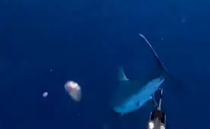 “Fue un ataque depredador": hombre sale a pescar, cae al agua y se encuentra frente a un tiburón