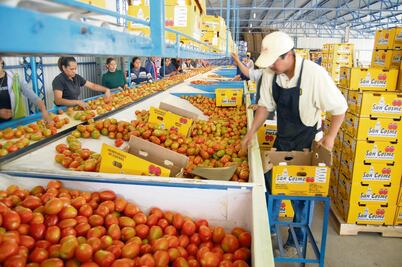 En riesgo, 30% de envíos de jitomate