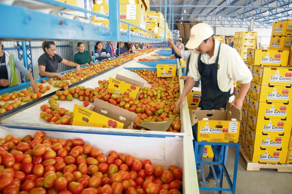 De acuerdo con las asociaciones productoras de jitomate, las ventas anuales ascienden a 2 mil millones de dólares. Foto: ARCHIVO EL UNIVERSAL