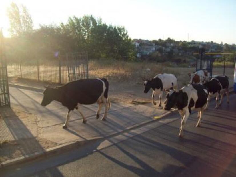 ¿Sabes qué hacer en caso de ver un animal en la carretera?