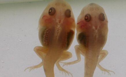 Logran acabar por primera vez con amenaza mortal para anfibios