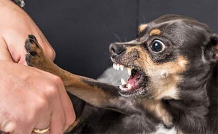 Conoce cuáles son las causas de que los chihuahuas sean agresivos