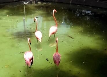 Profepa asegura una jirafa y 4 flamencos en zoológico de NL