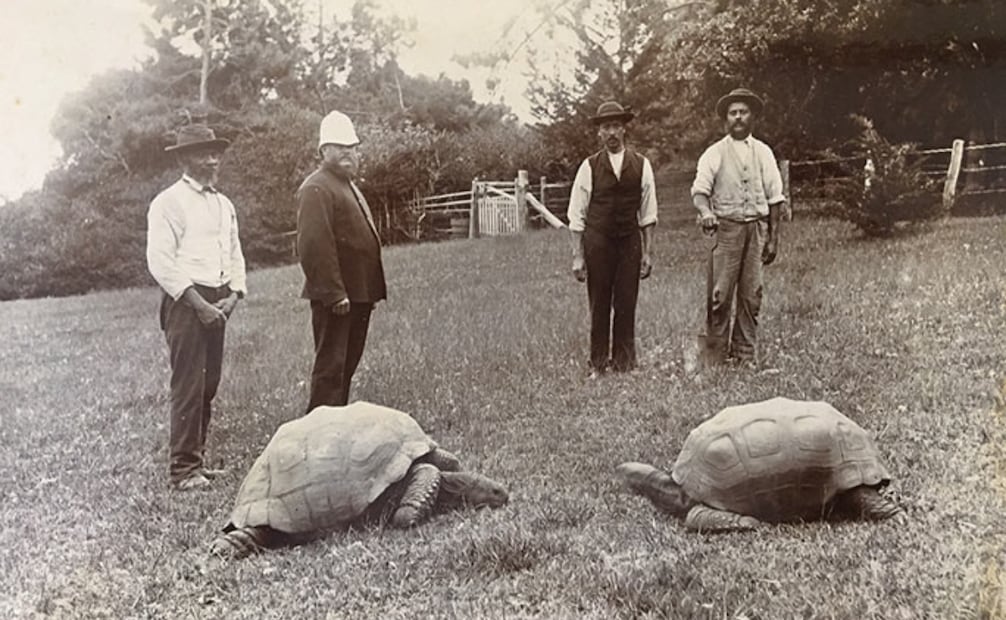 La tortuga Jonathan llegó a la isla de Santa Elena en 1882, con aproximadamente 50 años de vida. Foto: Guinness World Record
