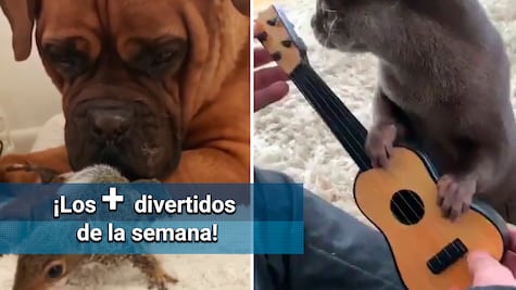 ¡Los videos más divertidos de la semana!