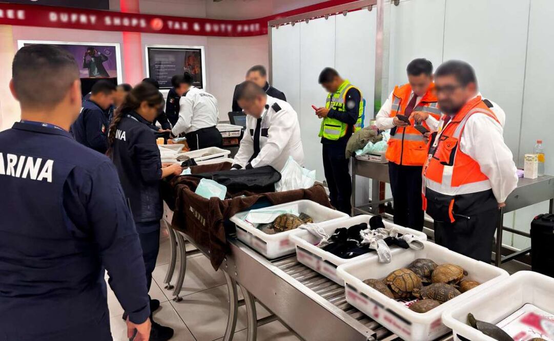 Profepa detiene tráfico de más de 100 tortugas y ranas a Tokyo. Foto: Profepa