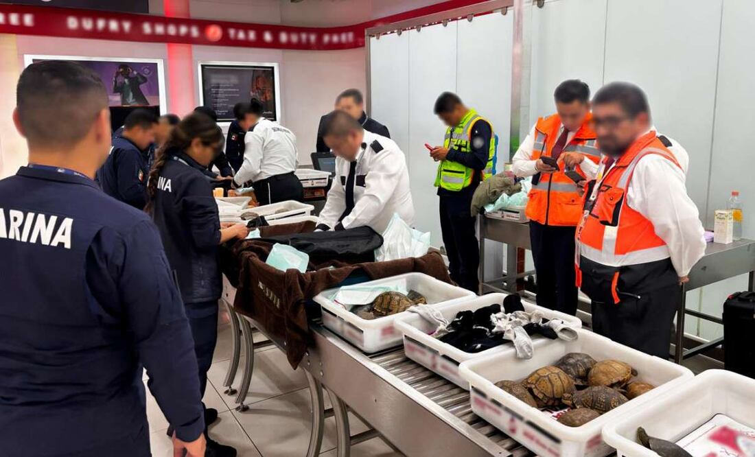 Profepa detiene tráfico de más de 100 tortugas y ranas a Tokyo. Foto: Profepa