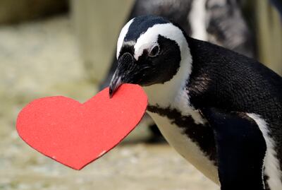 Pingüinos 'enamorados' celebran San Valentín en San Francisco