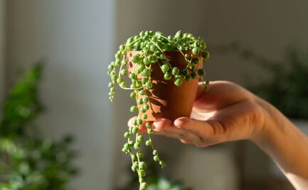 Conoce los mejores consejos para cuidar tu planta rosario