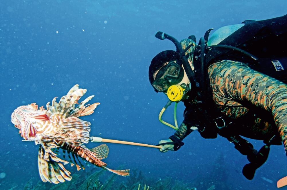 Las condiciones del Caribe Mexicano permitieron que el pez león alcanzara ciclos de reproducción favorables y tallas mayores. Su expansión llevó a investigadores a desarrollar un programa de control (CORTESÍA ADÁN CABALLERO)