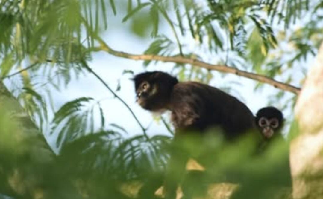 Foto: Captura de pantalla