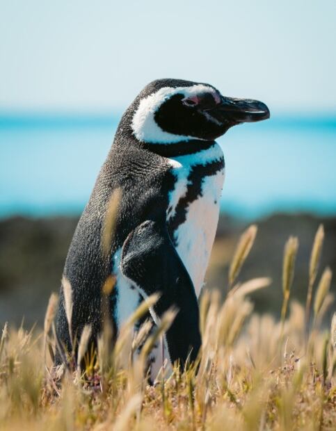 7 razones para viajar a Argentina, tras su reapertura al turismo