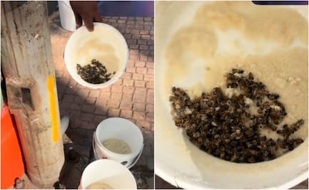 Acusan a cafetería de envenenar abejas en la Condesa; negocio ofrece disculpas