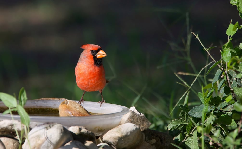 El canto de los pájaros favorece la sensación de calma y conexión con el entorno. Foto: Canva
