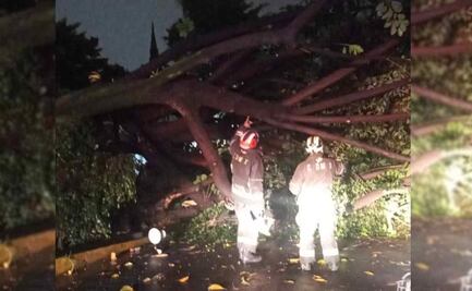 CDMX: Lluvia deja encharcamientos y árboles caídos 