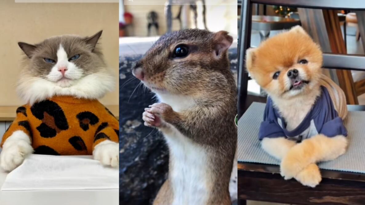 Estos animales acumulan el mayor número de suscriptores en TikTok. Foto: TikTok @thatlittlepuff /@chipmunksoftiktok /@jiffpom