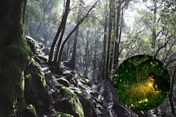 Cuánto cuestan los recorridos de luciérnagas en CDMX