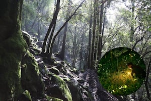 ¿Quieres ver luciérnagas este año?; estas son las opciones más cercanas de CDMX