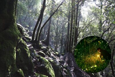 Cuánto cuestan los recorridos de luciérnagas en CDMX