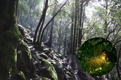 Cuánto cuestan los recorridos de luciérnagas en CDMX
