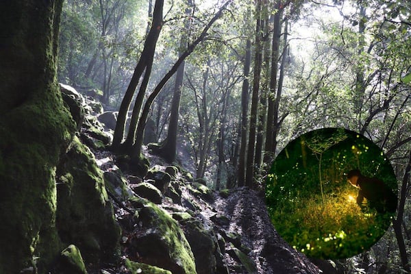 Cuánto cuestan los recorridos de luciérnagas en CDMX