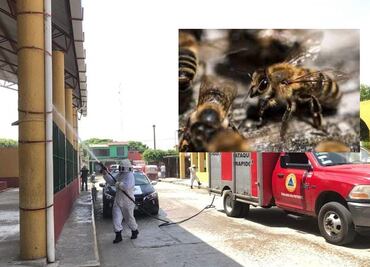 Ataque de abejas africanas en primaria deja una persona muerta en Teapa, Tabasco