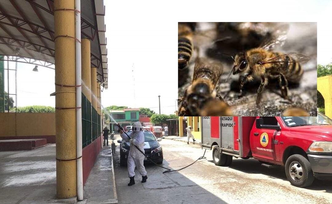 Agentes de la Policía Municipal y personal de la Unidad de Protección Civil procedieron a quemar carbón y lanzar insecticida para ahuyentar al enjambre. Foto: Especial