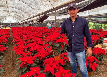 FOTOS: ¡Ya huele a Navidad! Arranca venta de nochebuenas desde 20 pesos en Xochimilco