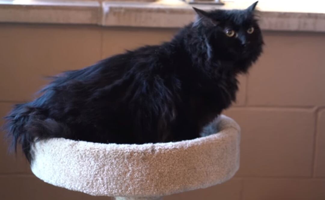 Foto: Captura de pantalla