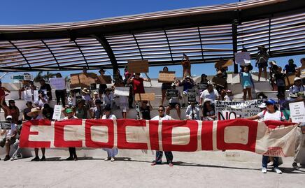 Denuncian intento de destruir manglar para actividades ligadas al Tren Maya