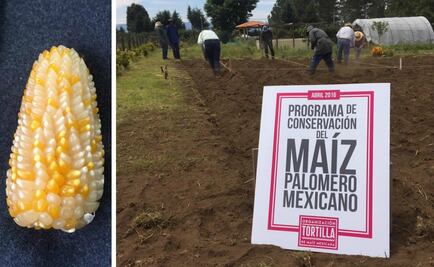 Al rescate del maíz palomero 