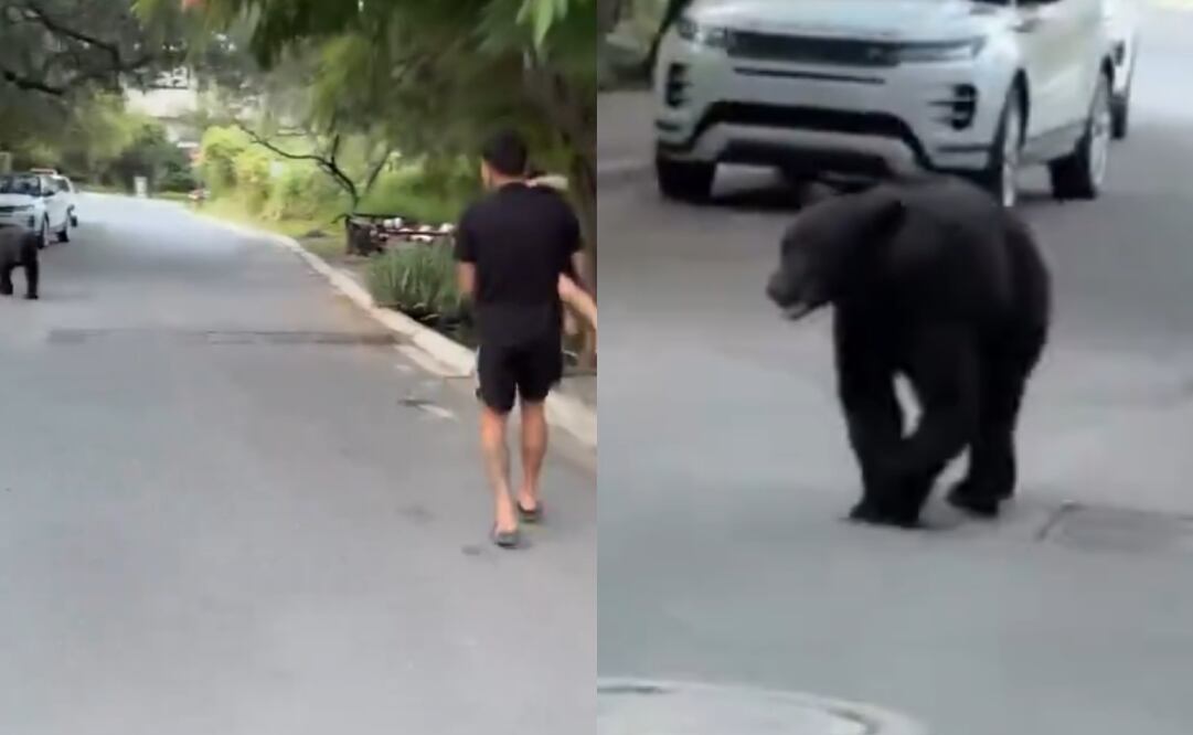 Ángel Correa se cruza con un oso / Foto: Especial