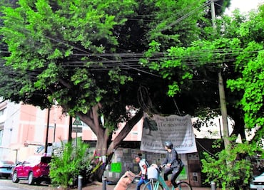 Postulan a más de 100 árboles como guardianes