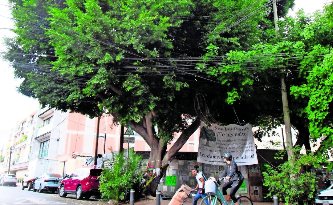 Laureano, ubicado en la colonia Del Valle, es de los primeros 11 árboles en ser un Guardián del tiempo. ARCHIVO EL UNIVERSAL
