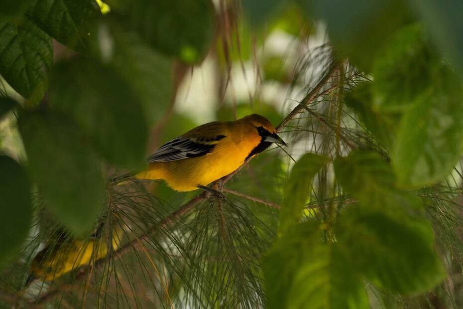 Avistamiento de aves