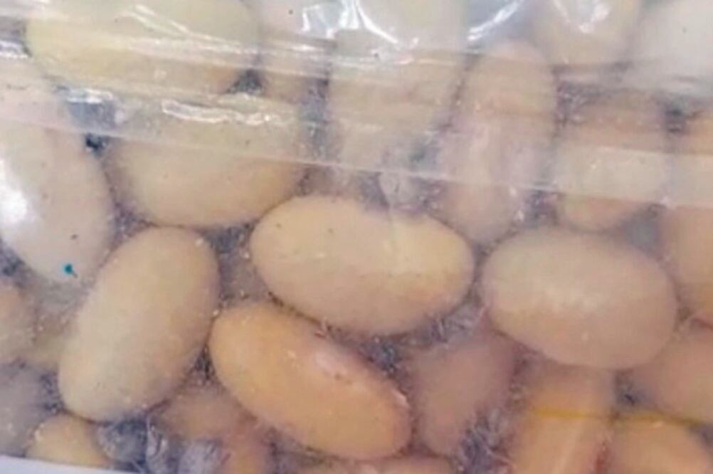 Inconformes. Una empleada de la alcaldía subió a una red social un video para evidenciar el frijol con los insectos. Foto: TOMADA DE VIDEO