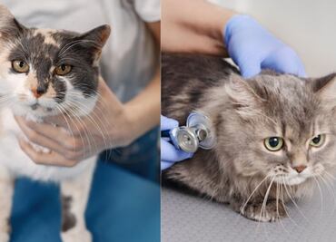 Una etóloga confirma los distintos tipos de diarrea en gatos, según el color