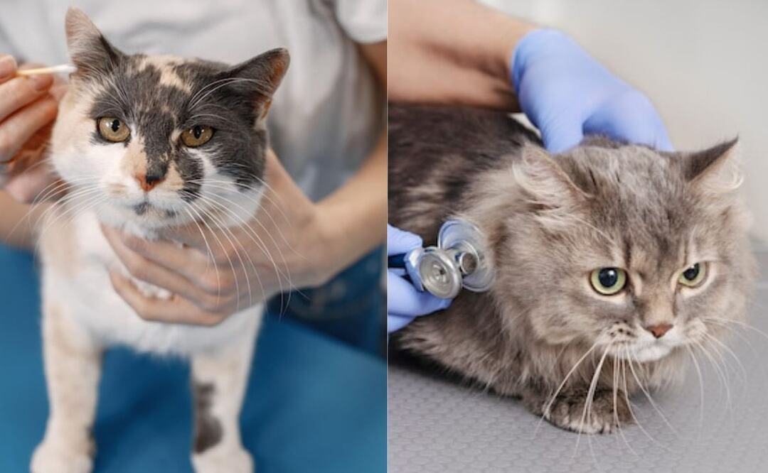 La diarrea en gatos puede ser un problema preocupante. Fuente: Freepik.