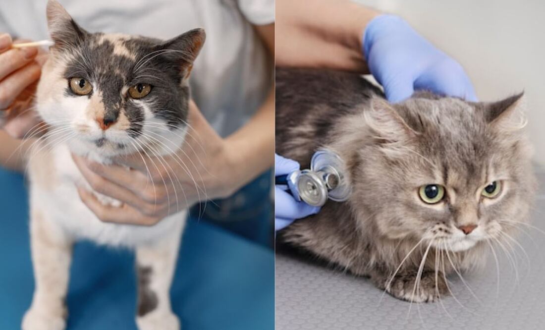 La diarrea en gatos puede ser un problema preocupante. Fuente: Freepik.