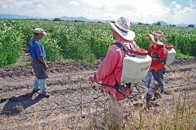 Pide Inai datos sobre soya transgénica