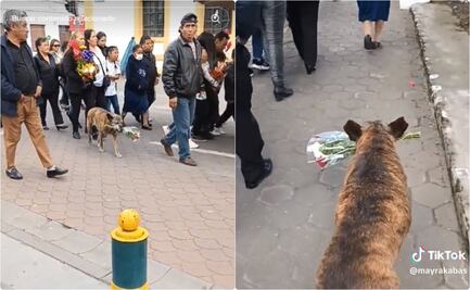 VIDEO: Perrita acompaña cortejo fúnebre y lleva ramo de flores entre dientes 