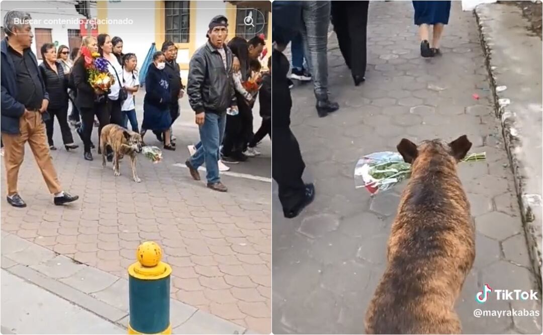 Perrita acompaña cortejo fúnebre