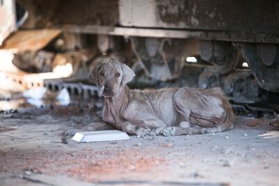 Los perros y los gatos olvidados que dejó el temblor