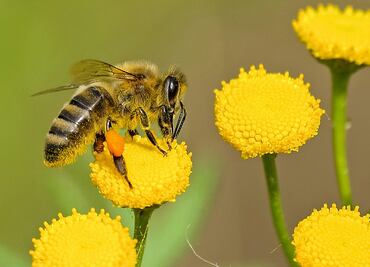 Adulto mayor es hospitalizado tras sufrir ataque masivo de abejas en Guasave, Sinaloa