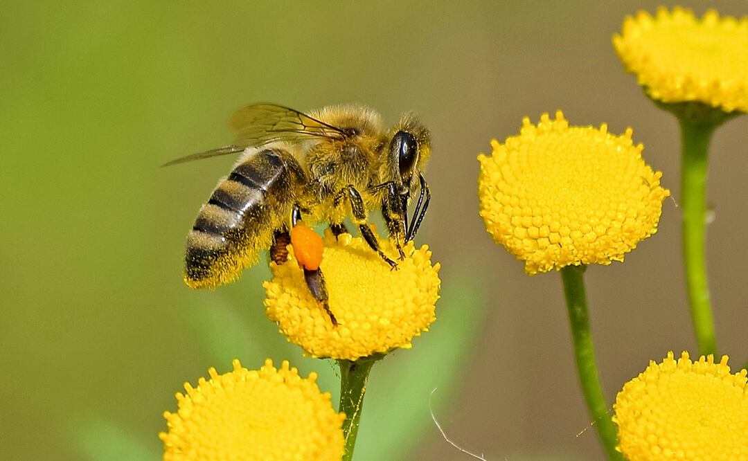 Datos curiosos que quizás no sabías de las abejas. Foto: Pexels