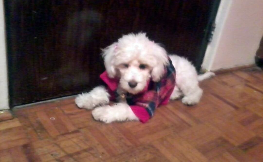 Foto: Archivo / EL UNIVERSAL